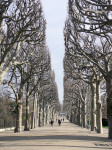 AM: 60066 Les Jardin des Plantes-tree avenue. Paris
