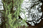 AM: 20010 Larch