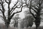 AM: 00038 Chedworth oaks