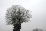 AM: 20044 Hoar frost on pollarded tree