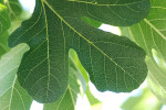 AM: 00175 Fig leaf