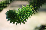 AM: 02909 Monkey puzzle bract