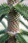 AM: 02914 Monkey puzzle trunk