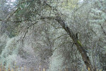 AM: 10032