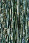 AM: 10042 Bamboo
