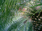 AM: 62001 Madrid Botanic Garden