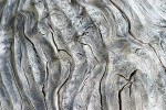 AM: 10043 Sweet Chestnut